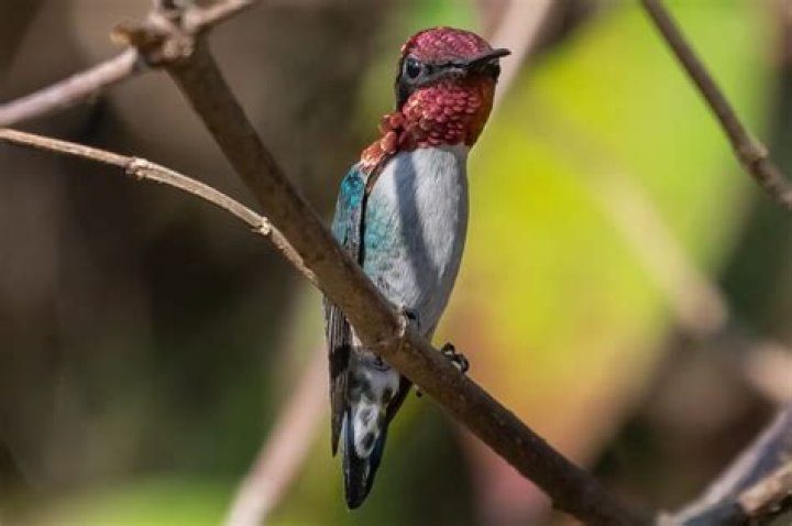 Why is the bee hummingbird endangered?