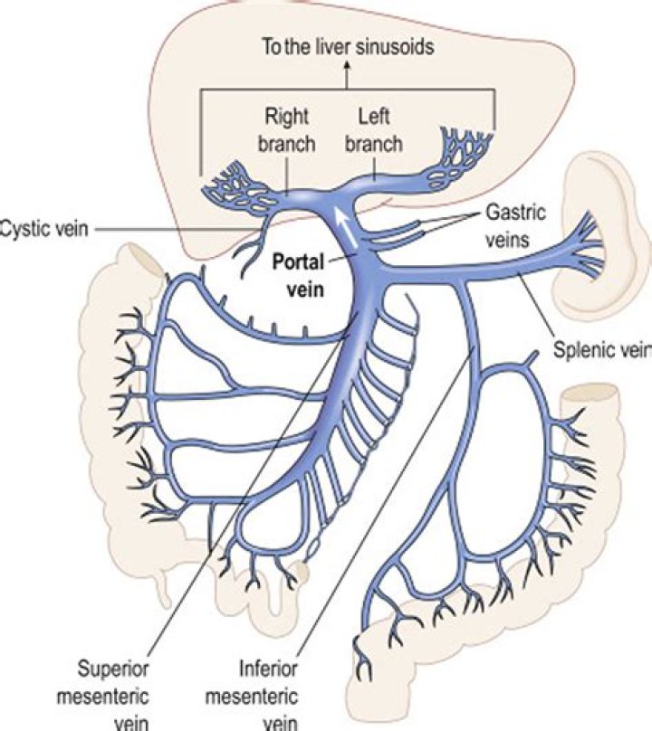 Why is the hepatic portal vein deoxygenated?