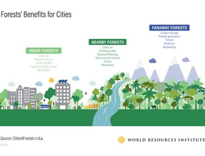 Why is urban forestry important?