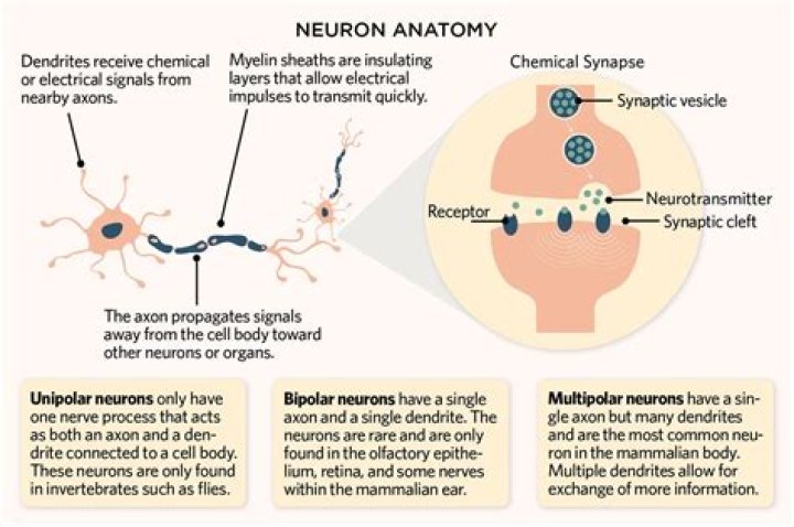 Why neurons are called basic structure?