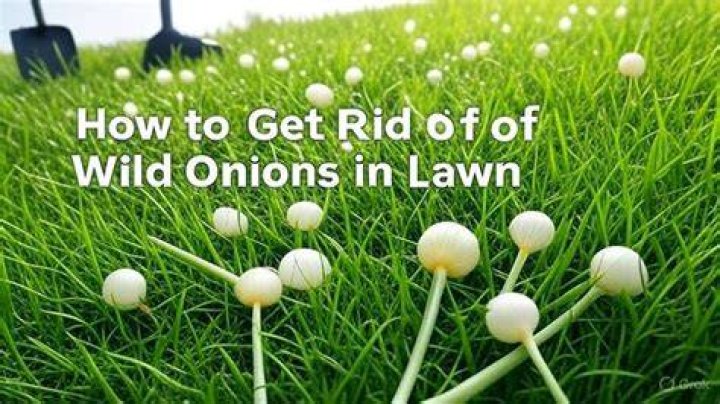 Will boiling water kill wild onions?