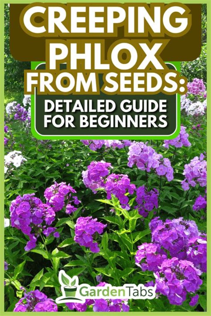 Will creeping phlox spread?