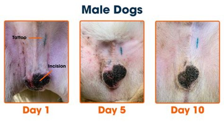 Will getting my beagle neutered calm him down?