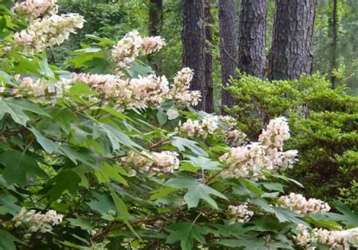 Will Oakleaf hydrangeas grow in full shade?