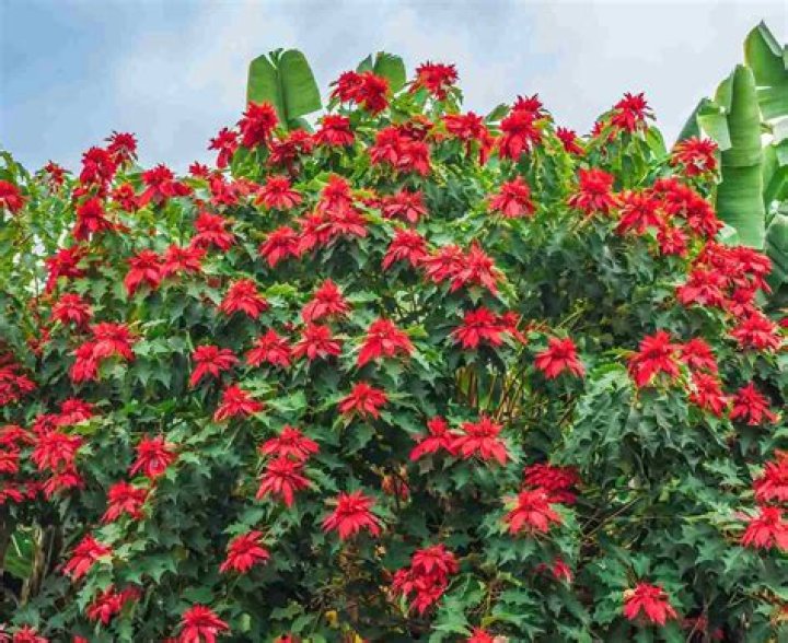 Will poinsettias survive outside?