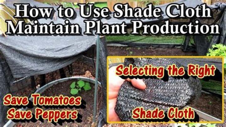 Will tomatoes grow under shade cloth?